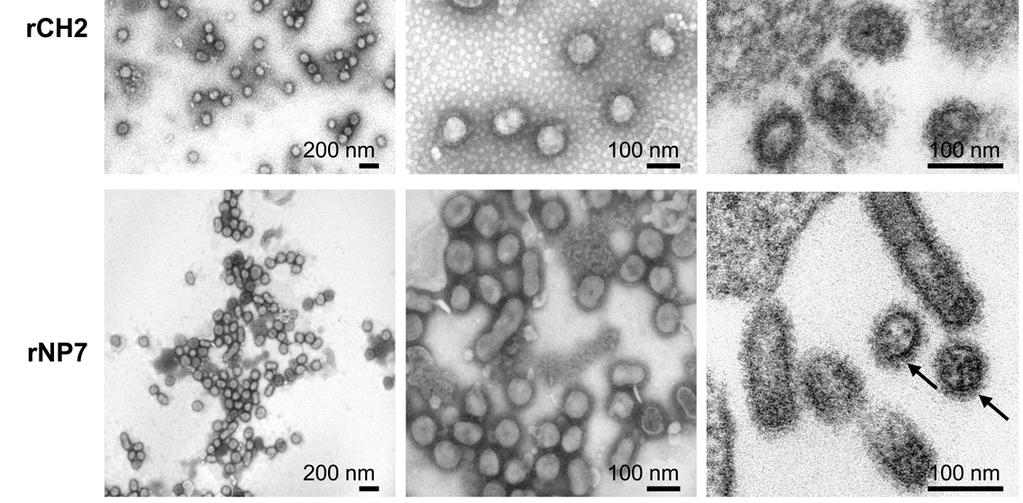 Depicted are representative micrographs of concentrated virus stocks and