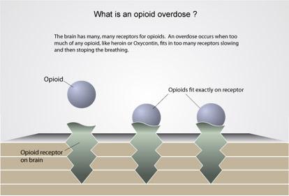 WHAT IS AN OVERDOSE Overdose occurs when too much of an opiate fits in too many receptors, slowing