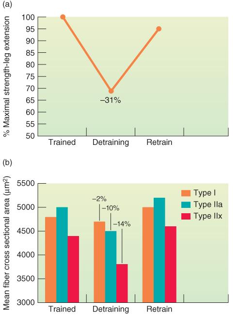 Detraining the good news Decreases in muscle is lowest in slow twitch fibers.