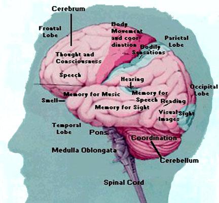 Parts of the Brain and What They Do This image can