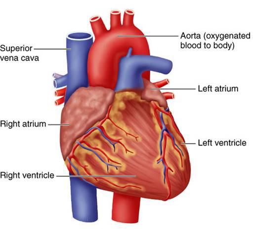 Cardiovascular System: Primary Organs Heart Blood Blood vessels Arteries carry blood away from the heart Veins take the deoxygenated blood