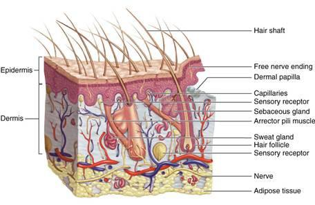 Integumentary System: Primary Organs Skin Nails