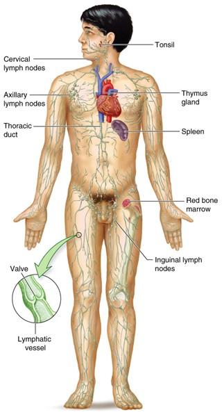 Endocrine System Includes glands that produce hormones that help regulate body functions Most