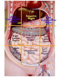 abdominal organs and their