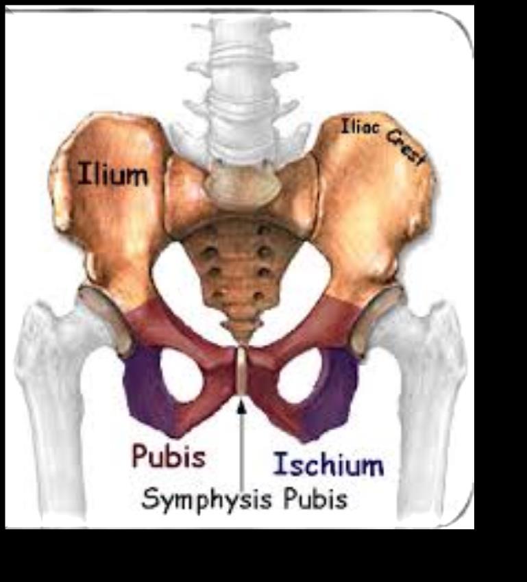 Pelvis surrounded by the pelvic girdle (bony pelvis) formed by three bones Right and left hip bones (coxal bones;