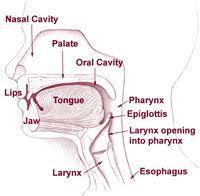 Other Body Cavities Oral and digestive
