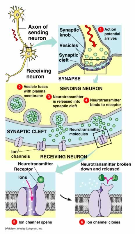 Directed and non-directed synapses - depends on proximity between neurotransmitter and receptor Neurotransmitter The unit of communication between neurons neurotransmitters - cause the post-synaptic