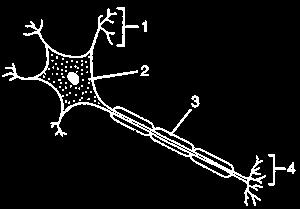 Parts of a Neuron (continued): 3.