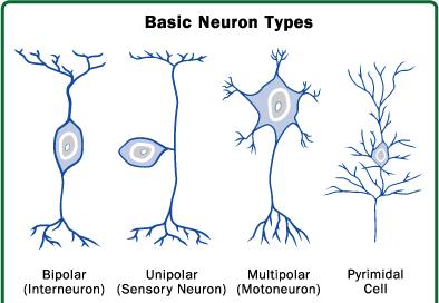 Sensory neurons: Interneurons