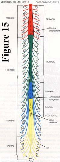 The spinal cord proper begins at the level of the foramen magnum