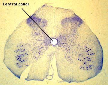 The central canal is the cerebrospinal fluid-filled space that runs longitudinally through the