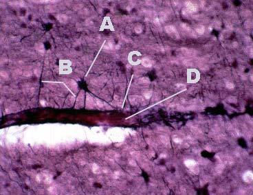 numerous processes (B), some astrocytic processes are in contact with nerve fibers.