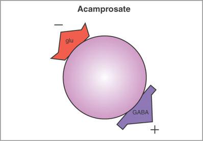 Acamprosate (Campral)! Glutamate and GABA! Alcohol alters the balance between glutamate and gamma-aminobutyric acid (GABA)!
