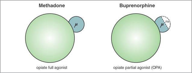 Buprenorphine (Suboxone) and methadone! Buprenorphine (Suboxone) and methadone! Exogenous opioids increase the activity of the reward pathways!