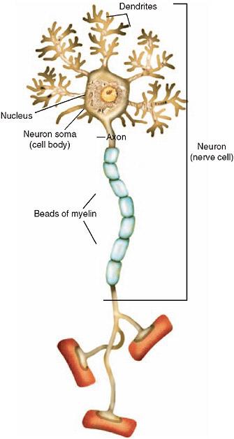! Neuron! The nervous system is composed of various specialized cells! Neurons process and transmit information by electrochemical signaling! http://www.drugabuse.