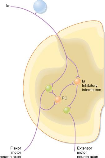 D. Inhibitory interneuron (