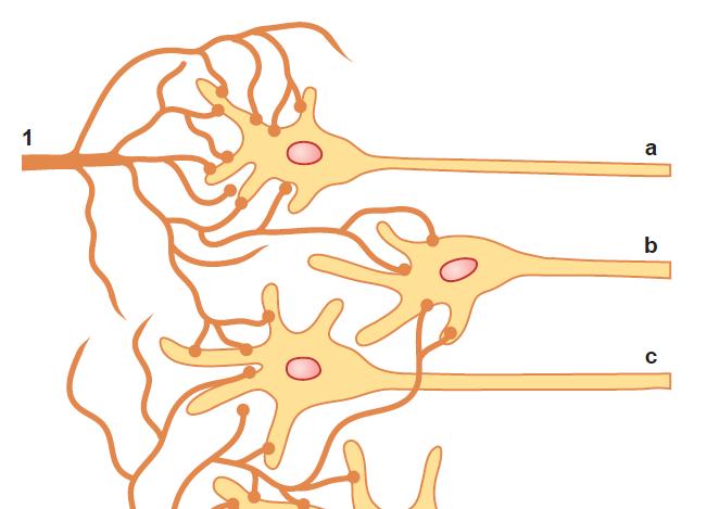 The neuronal area stimulated by each incoming nerve fiber is called its stimulatory field.