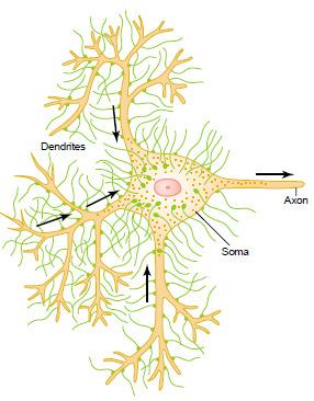 The Synapse Synaptic Transmission/neurotransmitters Information is transmitted in the central nervous system