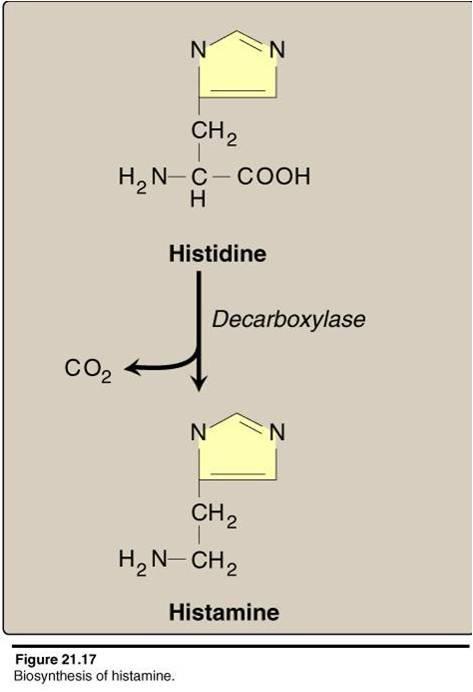 >> ** Synthesis of Serotonin by Two processes : 1- Hydroxylation : by hydroxylase >> 5HT 2- Decarboxylation : by decarboxylase >> serotonin ** the source of