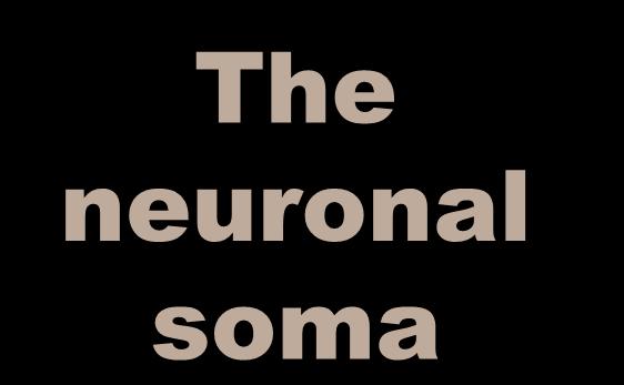 The neuronal soma The soma (or perikaryon) contains: a single