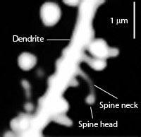 its whole length. There can be as many as 10 3 10 5 (e.g. in Purkinje cells) dendritic spines/neuron.