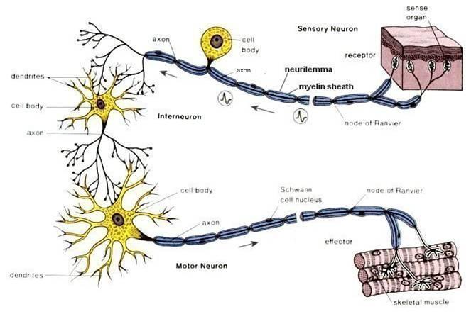 through which the neuron transmits signals towards another cell (neuron, muscle, gland,.
