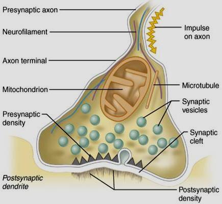 Neurotransmitters are synthesized in the axon terminal, where they are accumulated (to high concentrations) and stored in synaptic