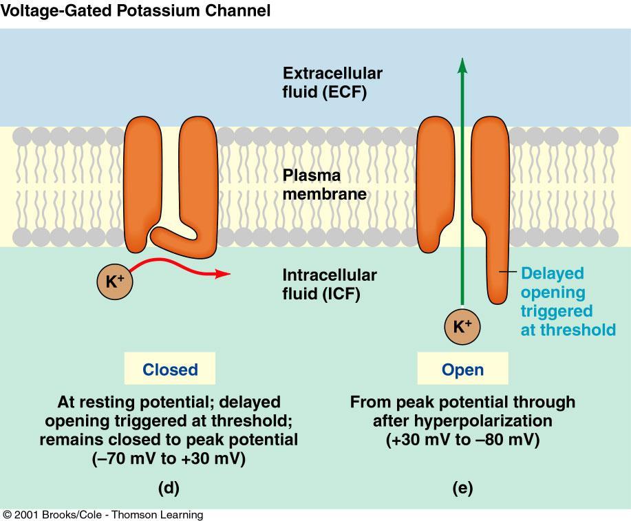 Voltage-gated Potassium Channels