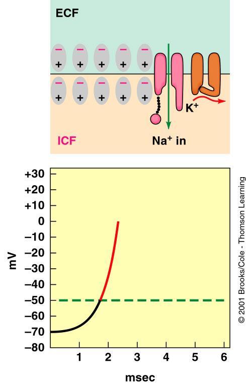 The influx of Na + causes depolarization of the membrane, which generates