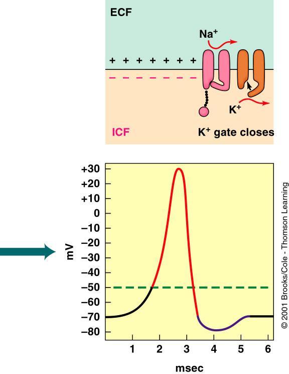 Membrane potential returns to rest, both voltage-gated Na + and K + channels return to