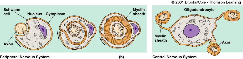 PNS Schwann cells One Schwann cell forms the myelin sheath for one axon CNS