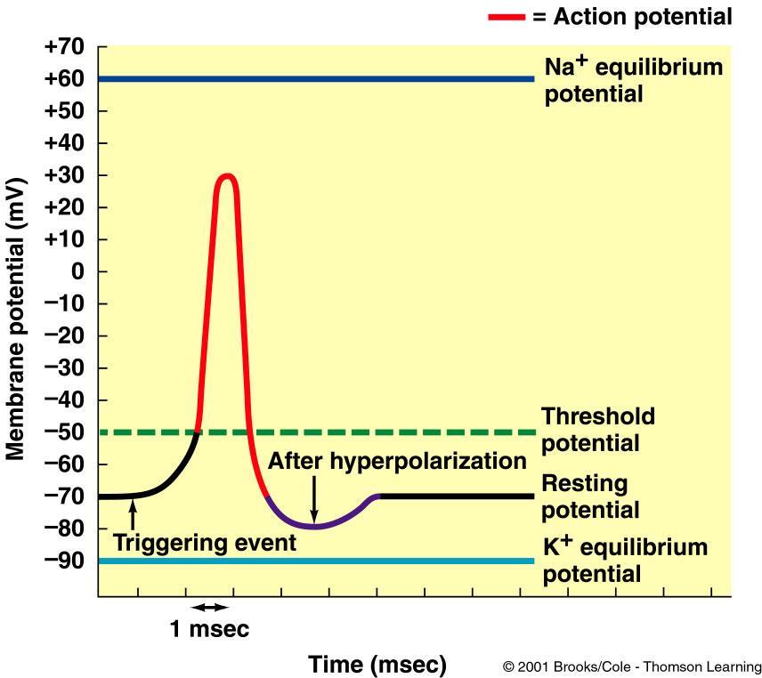 Action potentials are brief changes in membrane potential that occur when the inside of the cell becomes more positive.