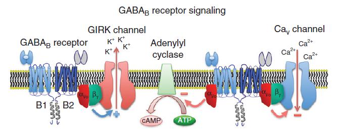 GABA-B receptor - GPCR Padgett