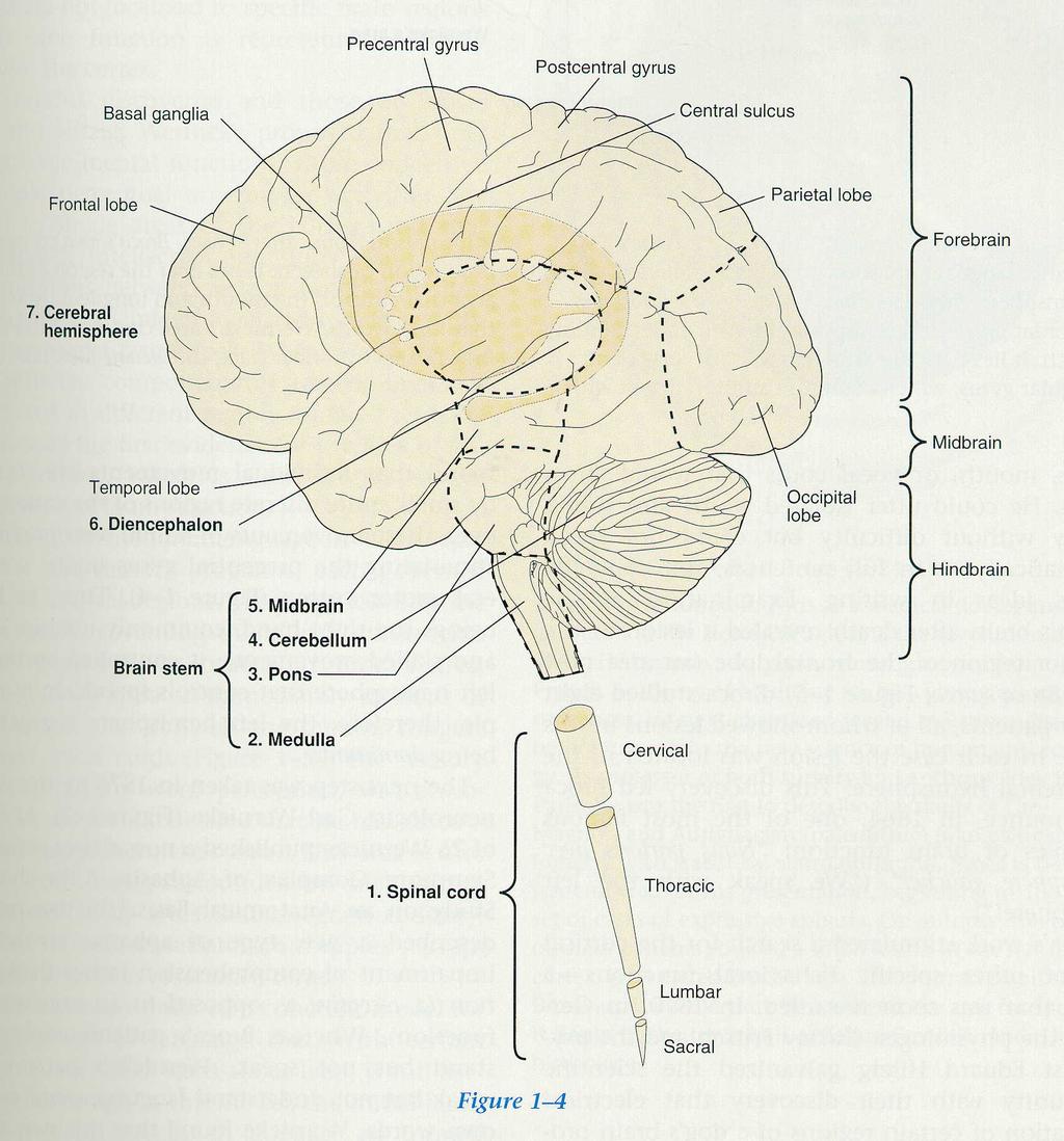 The evolved brain Neo-Mammalian brain Paleo-mammalian brain