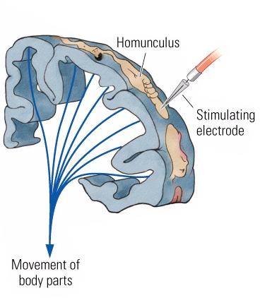 motor cortex