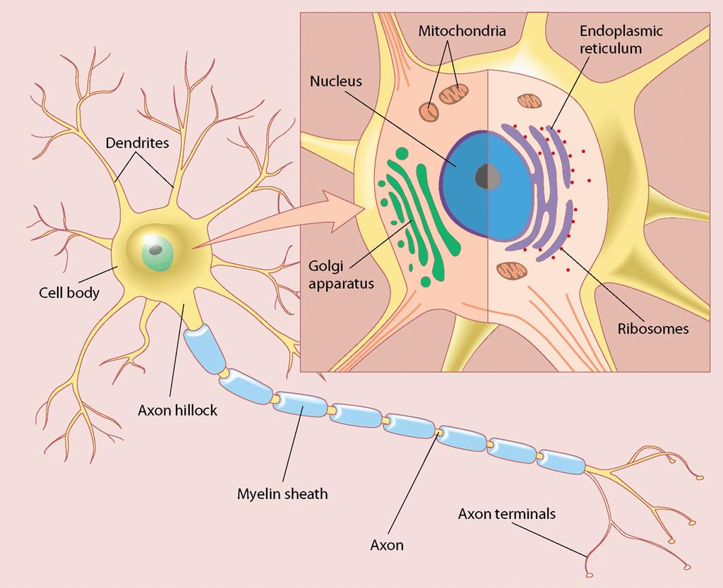 The Anatomy of a Neuron cell