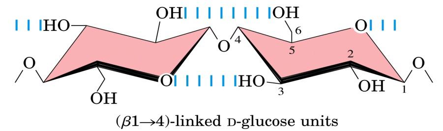 Linear chains constituted by D-glucose units β(1-4) linked.