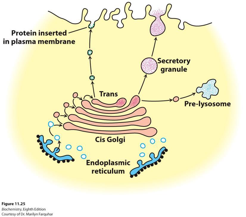 (N-glycosylation) In Golgi apparatus