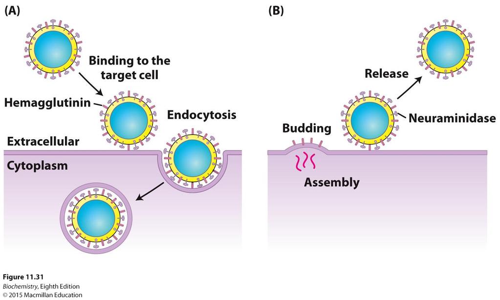 Some viruses gain entry into cells by first binding to carbohydrates on the cell surface.