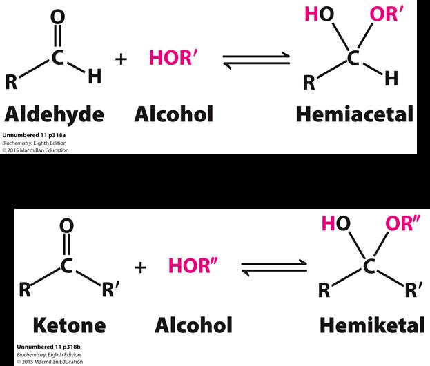Cyclic form In vitro and in vivo many sugars tends to adopt a cyclic form Aldehydes