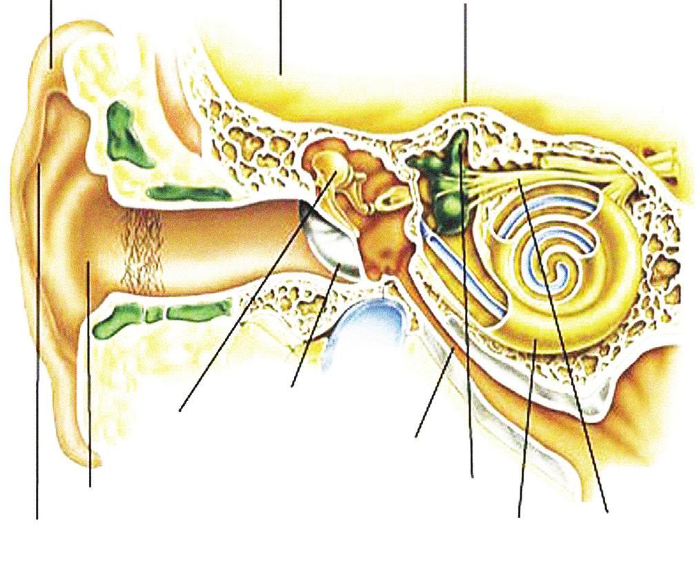 HOW WE HEAR Outer ear Middle ear Inner ear Ear drum Auditory ossicles Eustachian tube Auditory canal Archway of the organ Concha of balance Cochlea Auditory nerve 1 The outer ear captures sound