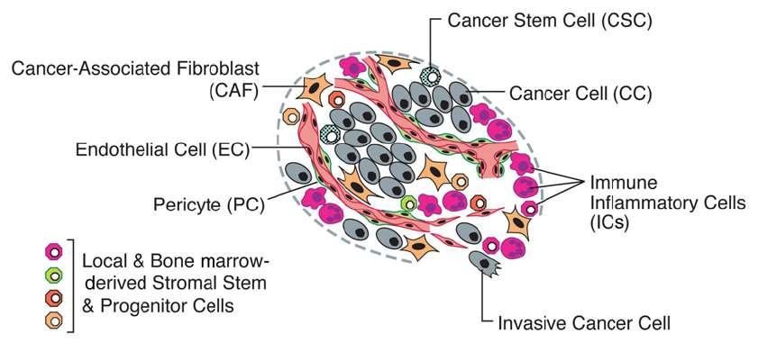 The Hallmarks of Cancer: The tumor microenvironment The