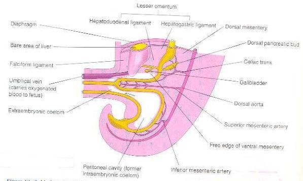 Development of midgut loop Physiological umblical hernia.