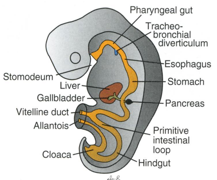 Midgut loop communicates with the yolk sac by vitelline duct or yolk stalk.