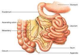 It is called reduction of physiological midgut hernia.