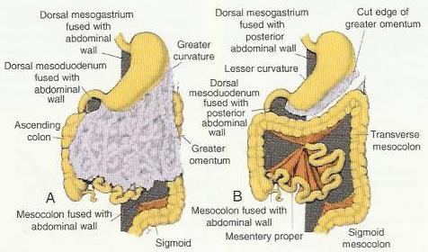 FIXATION OF VARIOUS PARTS OF INTESTINE The mesentry of jejunoileal loops is at first continuous with that of the ascending colon.