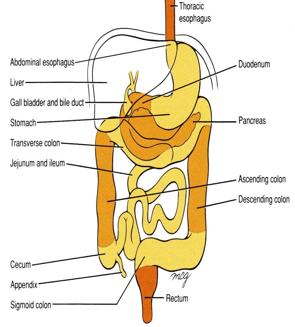 fixation Most of duodenal mesentery is absorbed, so most