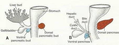 DEVELOPMENT OF PANCREAS Ventral mesentry Dorsal mesentry The pancreas develops from 2 buds arising from the endoderm of the caudal part of foregut : A ventral pancreatic bud : which develops from the