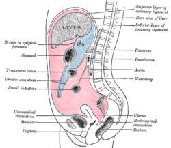 Rectum and anal canal have got no mesentery, they develop below the intraperitoneal space; they are infraperitoneal organs