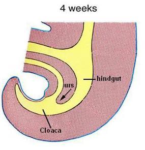 The mesoderm at the angle between the allantois and the hindgut proliferates and forming a septum called